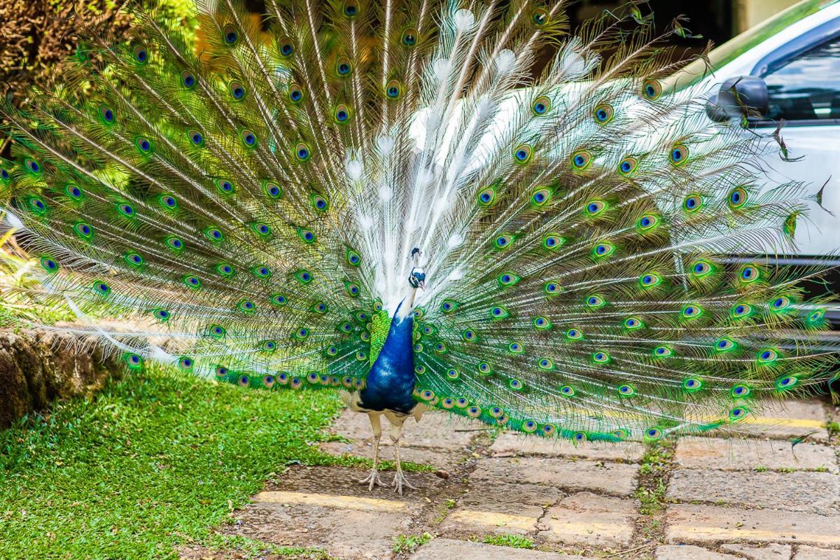 Pousada Villa D'Amore Monte Verde  Buitenkant foto